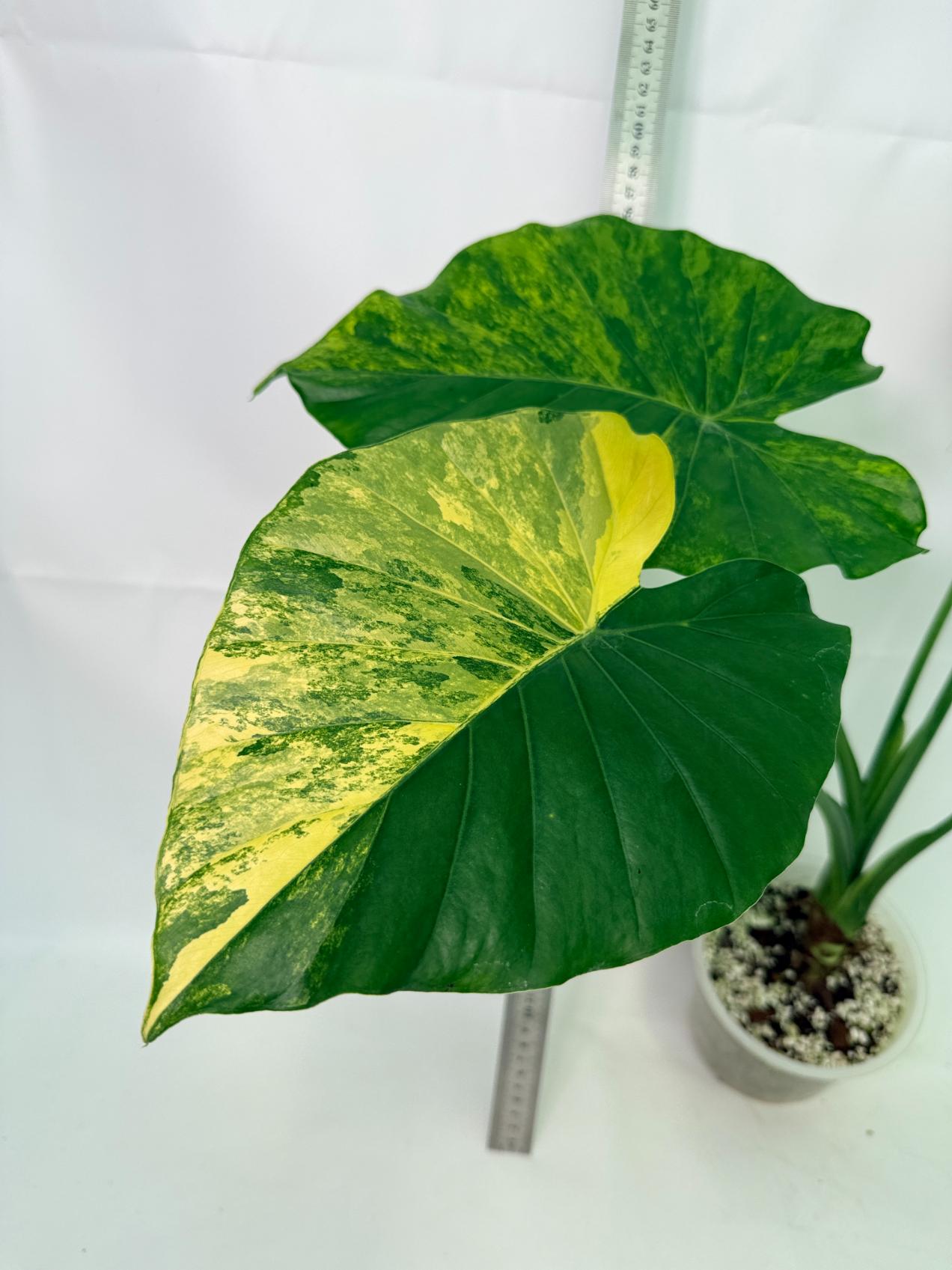 Alocasia Odora Variegata Aurea XL