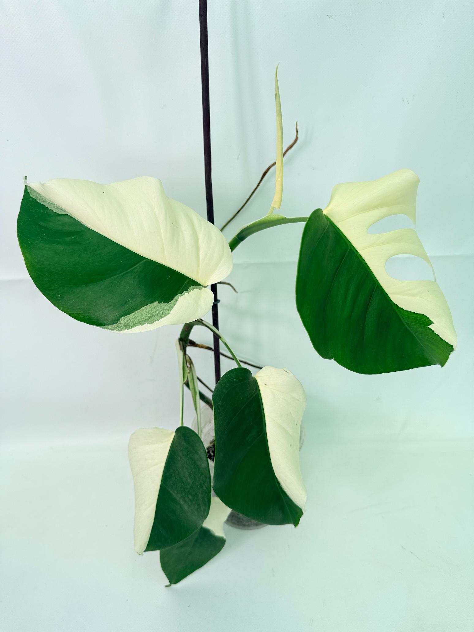 Monstera Albo Variegata HALF MOON