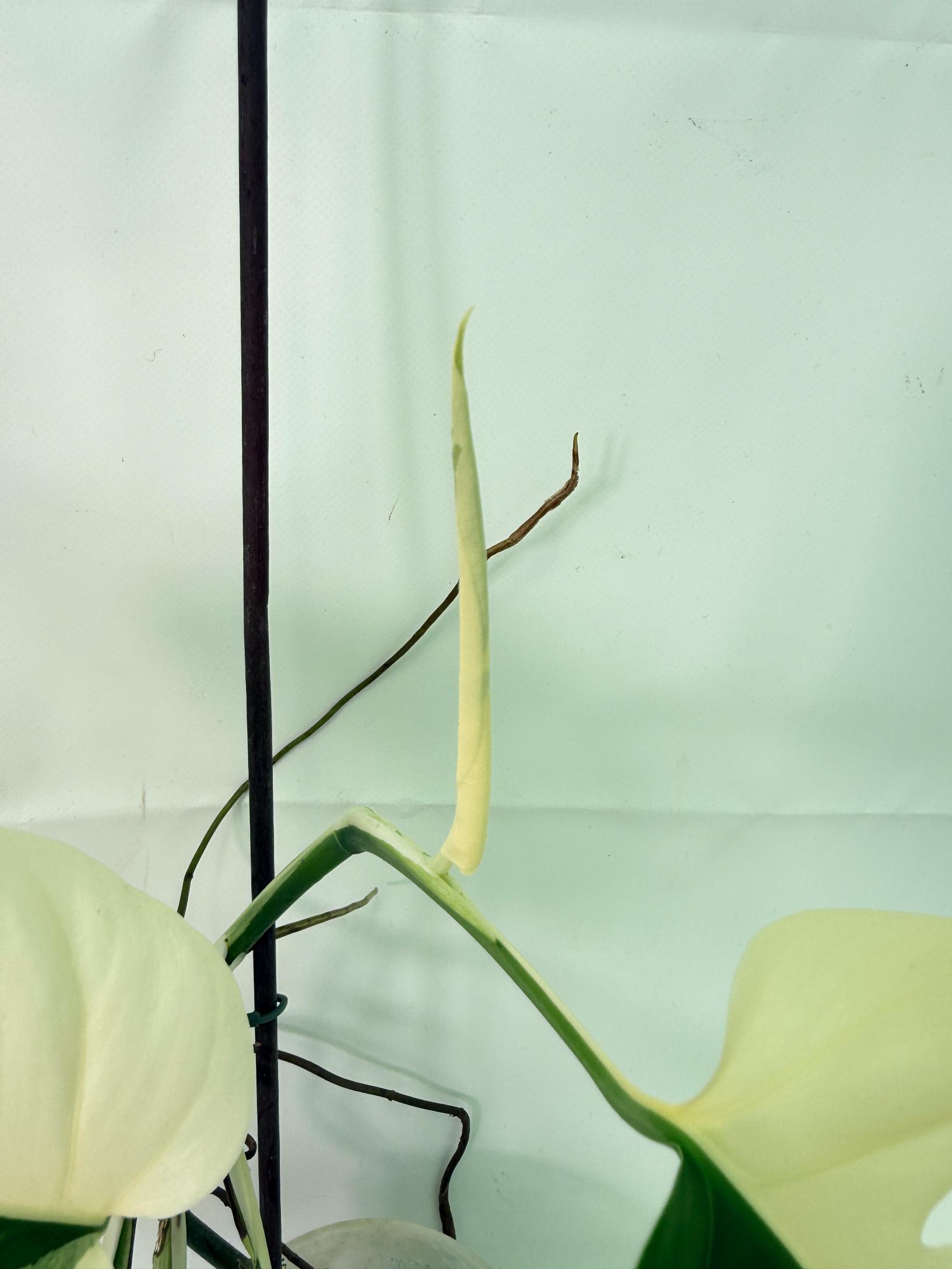 Monstera Albo Variegata HALF MOON