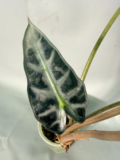Alocasia Bambino Variegata Aurea
