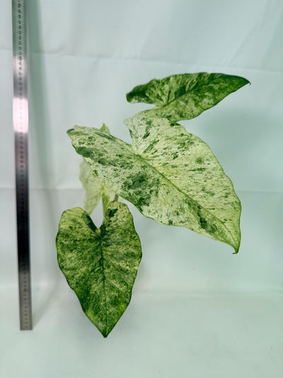 Alocasia Macrorrhiza Variegata