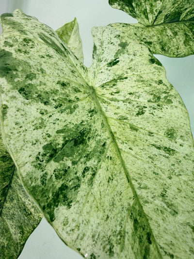 Alocasia Macrorrhiza Variegata