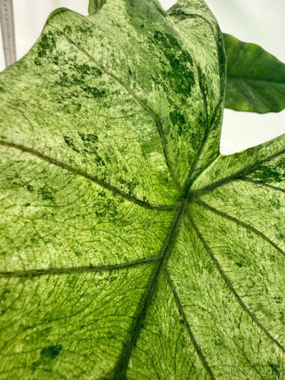 Alocasia Macrorrhiza Variegata
