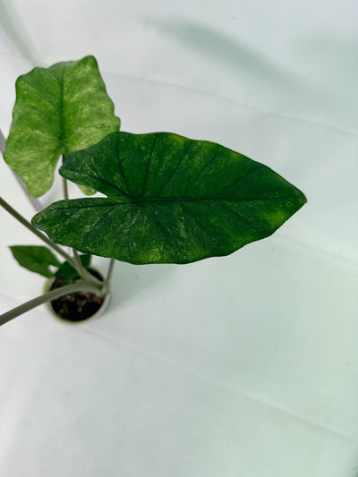 Alocasia Macrorrhiza Variegata