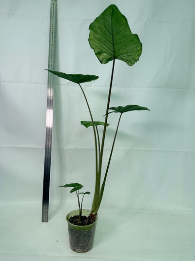 Alocasia Macrorrhiza Variegata