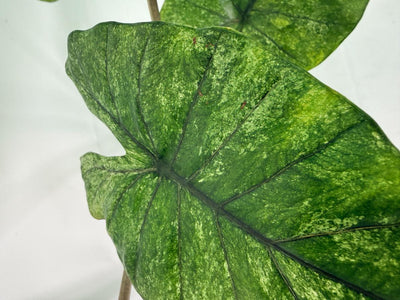 Alocasia Macrorrhiza Variegata