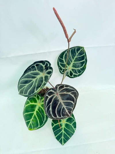 Anthurium Red Crystallinum x Silver Blush