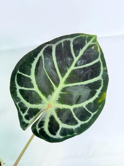 Anthurium Red Crystallinum x Silver Blush