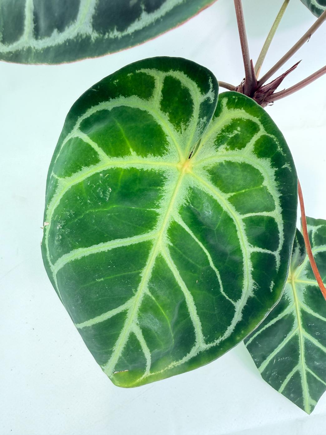 Anthurium Red Crystallinum x Silver Blush