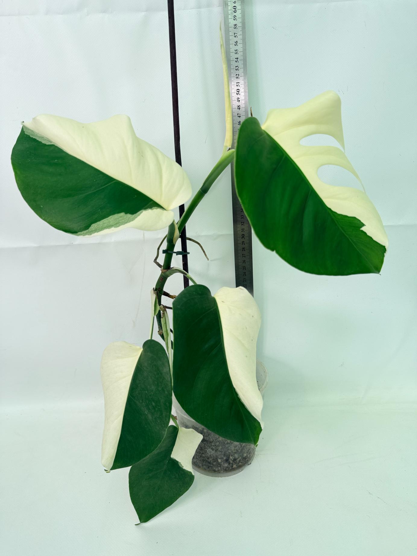 Monstera  Albo Variegata HALF MOON