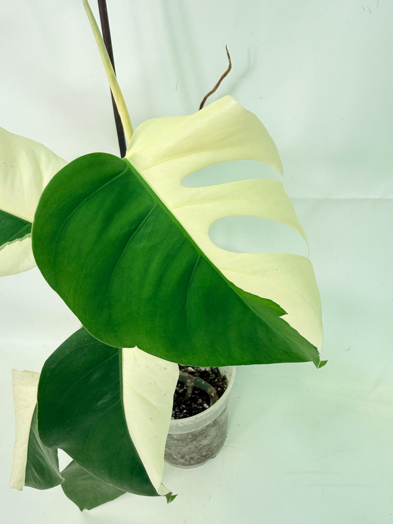 Monstera  Albo Variegata HALF MOON