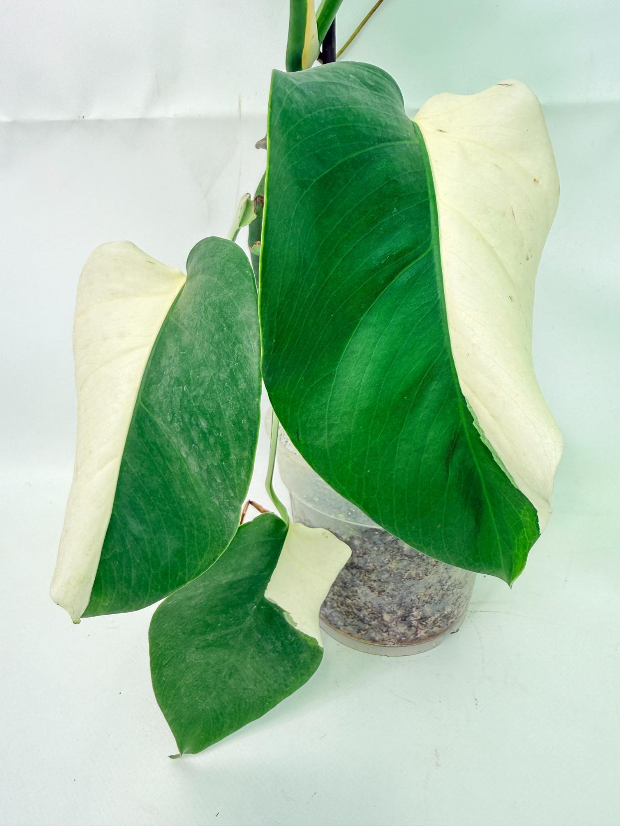 Monstera  Albo Variegata HALF MOON