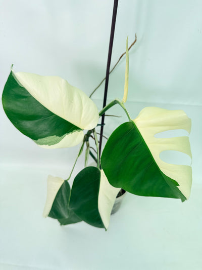 Monstera  Albo Variegata HALF MOON