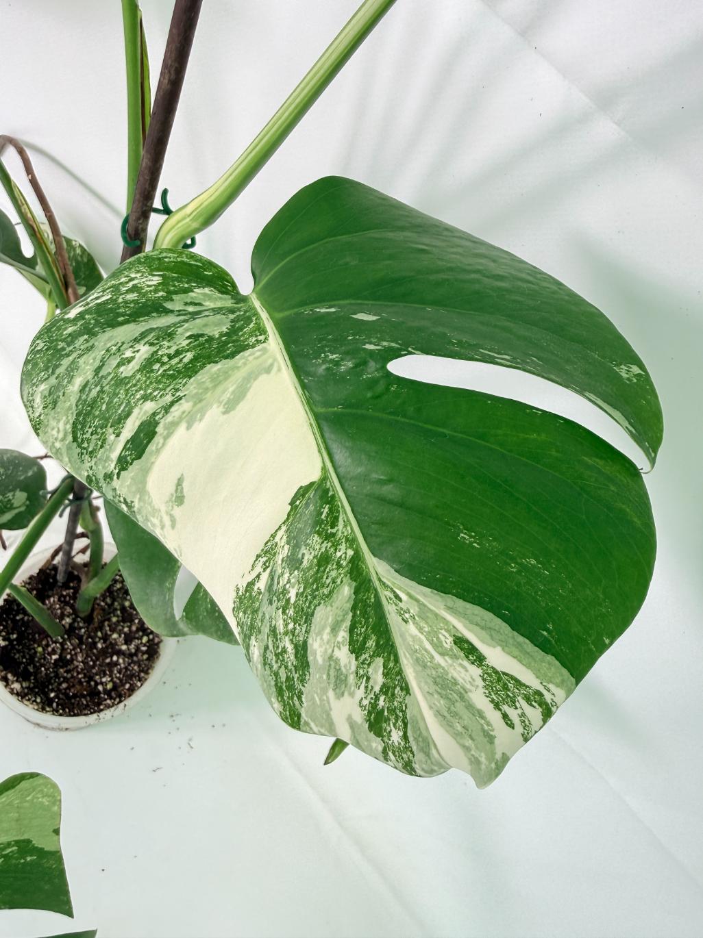 Monstera Albo Variegata XL