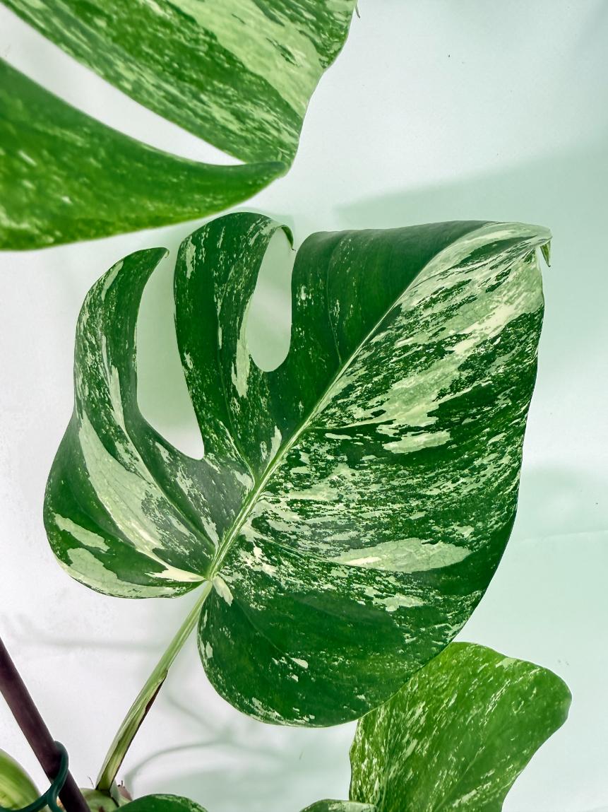 Monstera Albo Variegata XXL