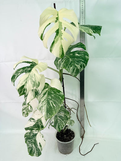 Monstera Albo Variegata XXL