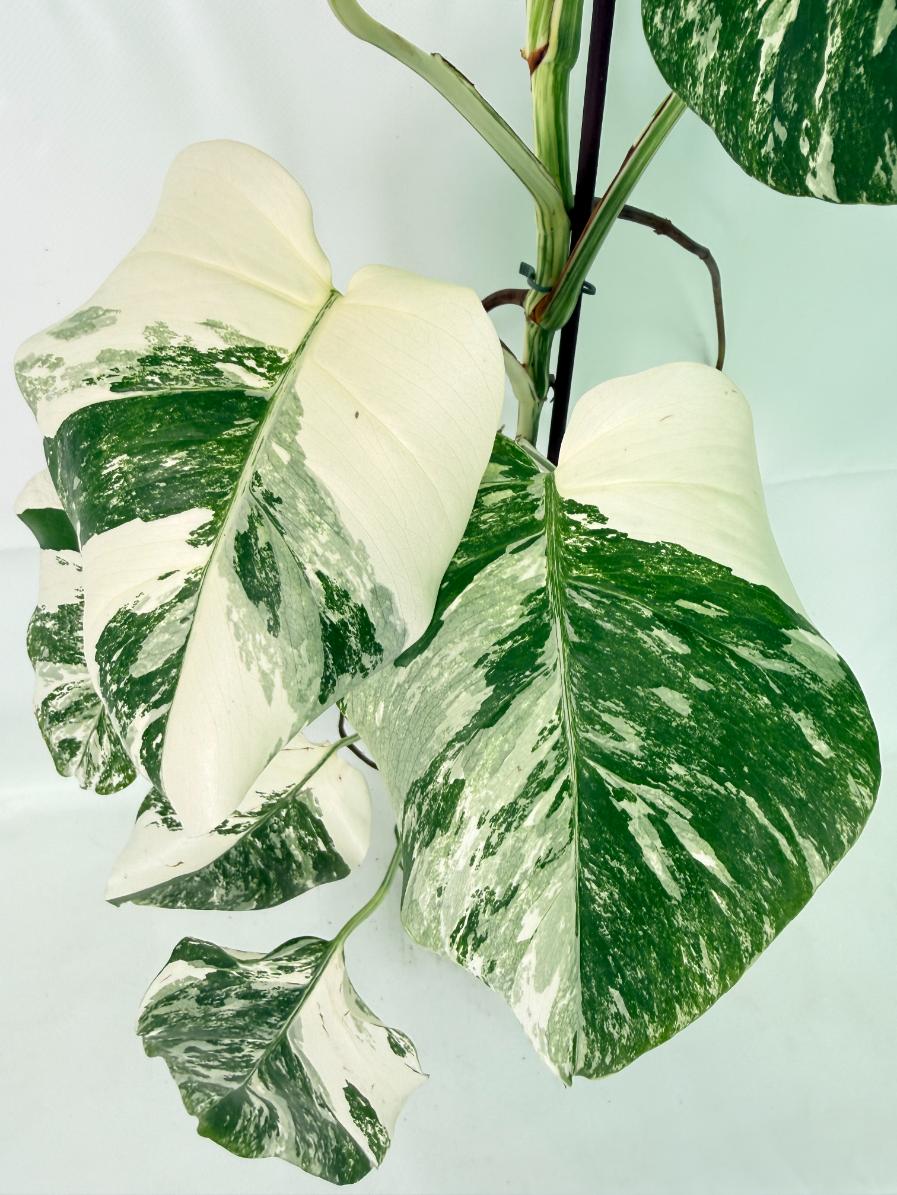 Monstera Albo Variegata XXL