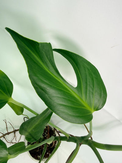 Monstera Burle Marx Flame XL