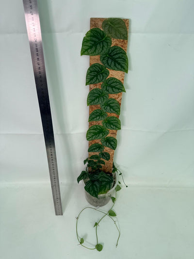 Monstera Dubia