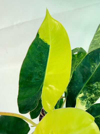 Philodendron Burle Marx Variegata