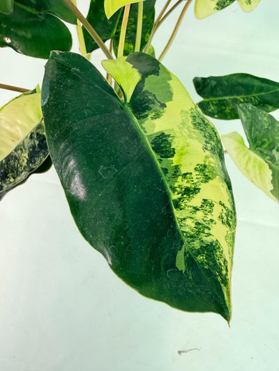 Philodendron Burle Marx Variegata