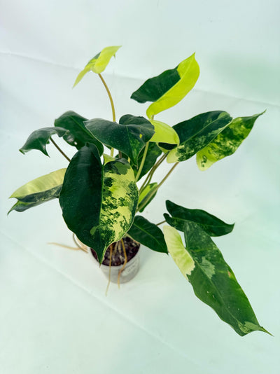 Philodendron Burle Marx Variegata